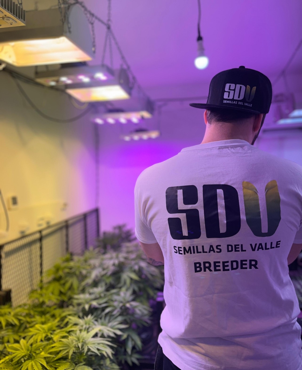 Breeder SDV®