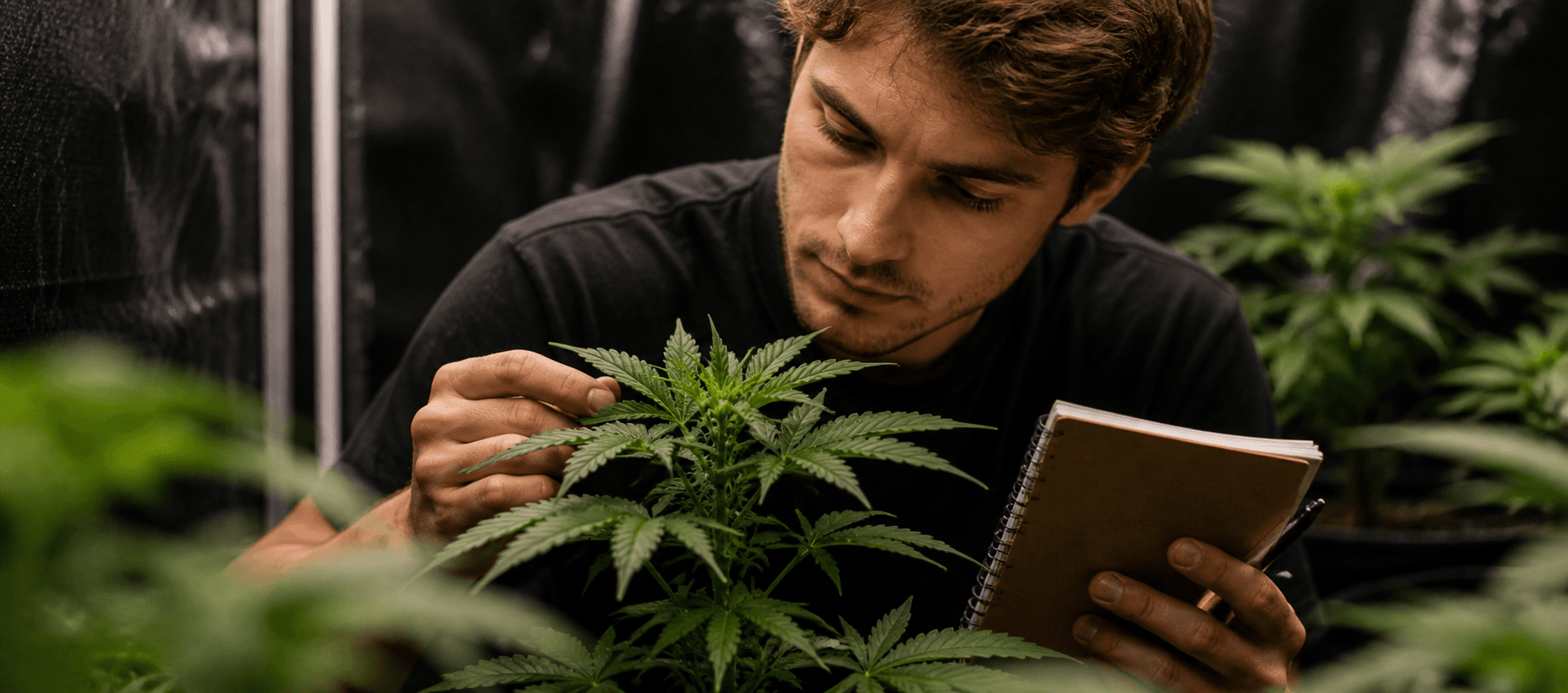 Cómo leer la planta: diagnóstico visual