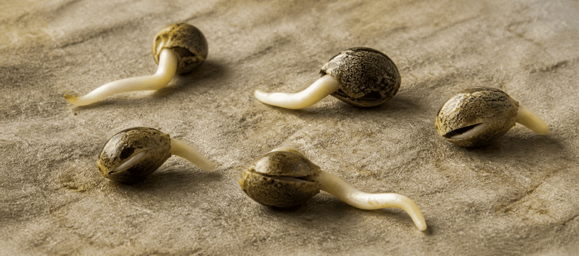 Germinación SDV paso a paso