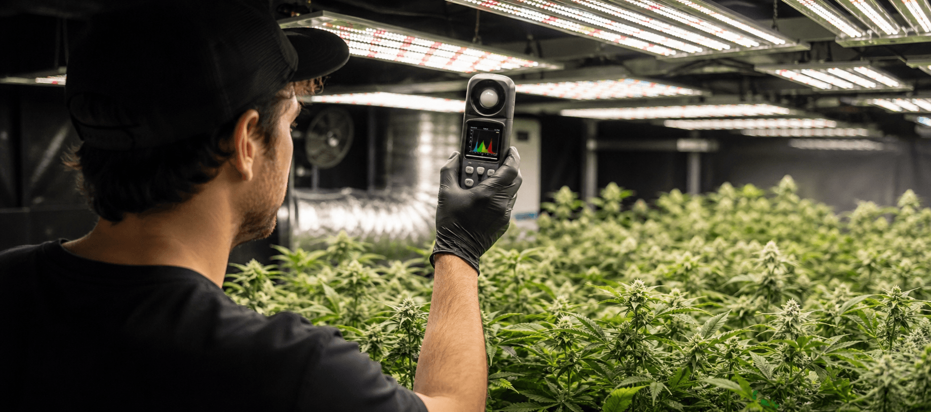 Iluminación en indoor: cuánta luz necesita tu planta
