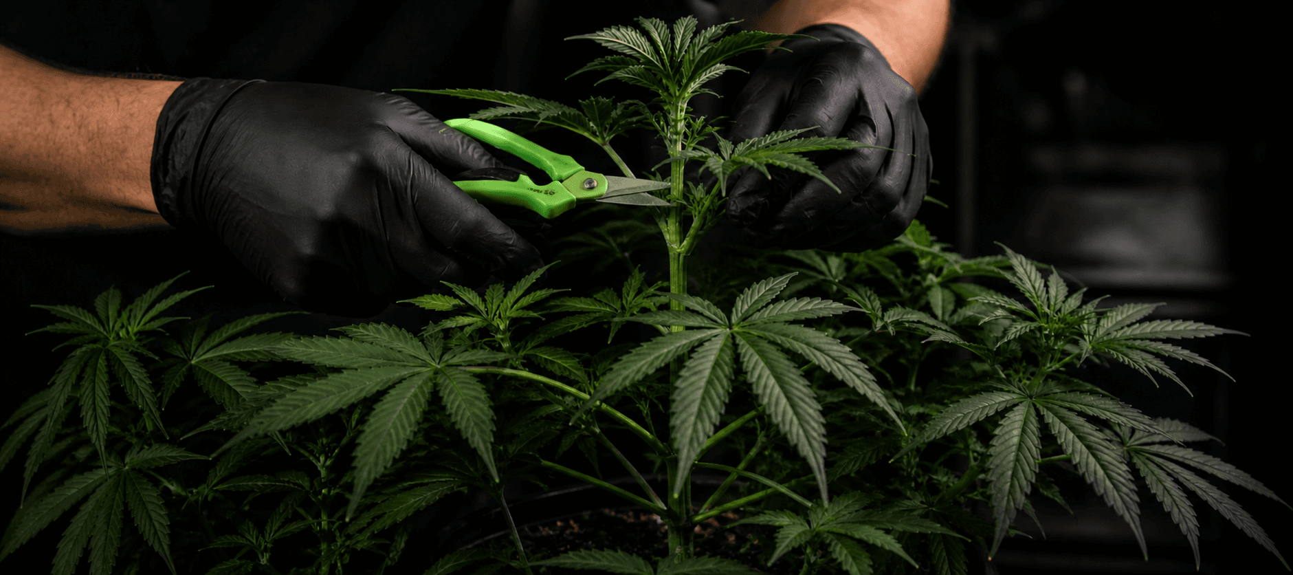 Podas y entrenamiento de plantas