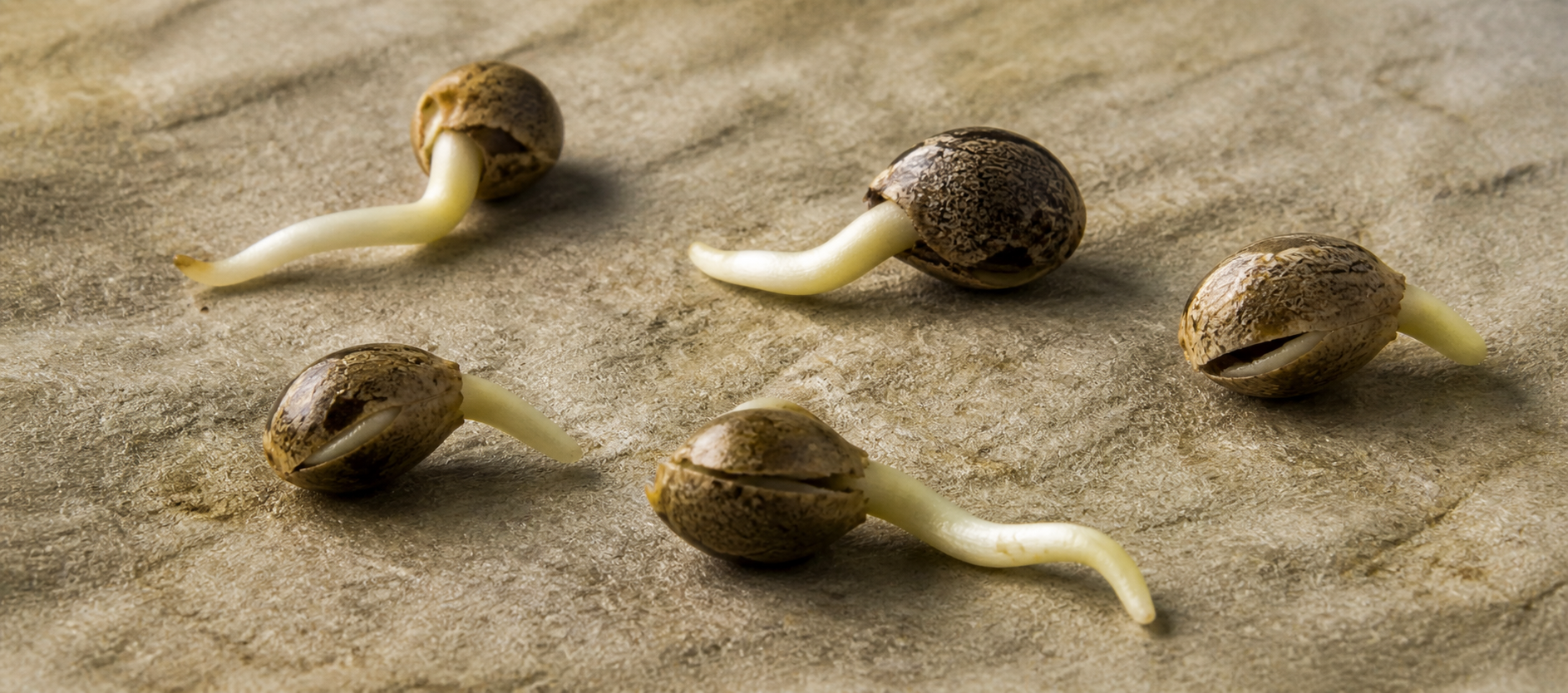 Germinación SDV paso a paso